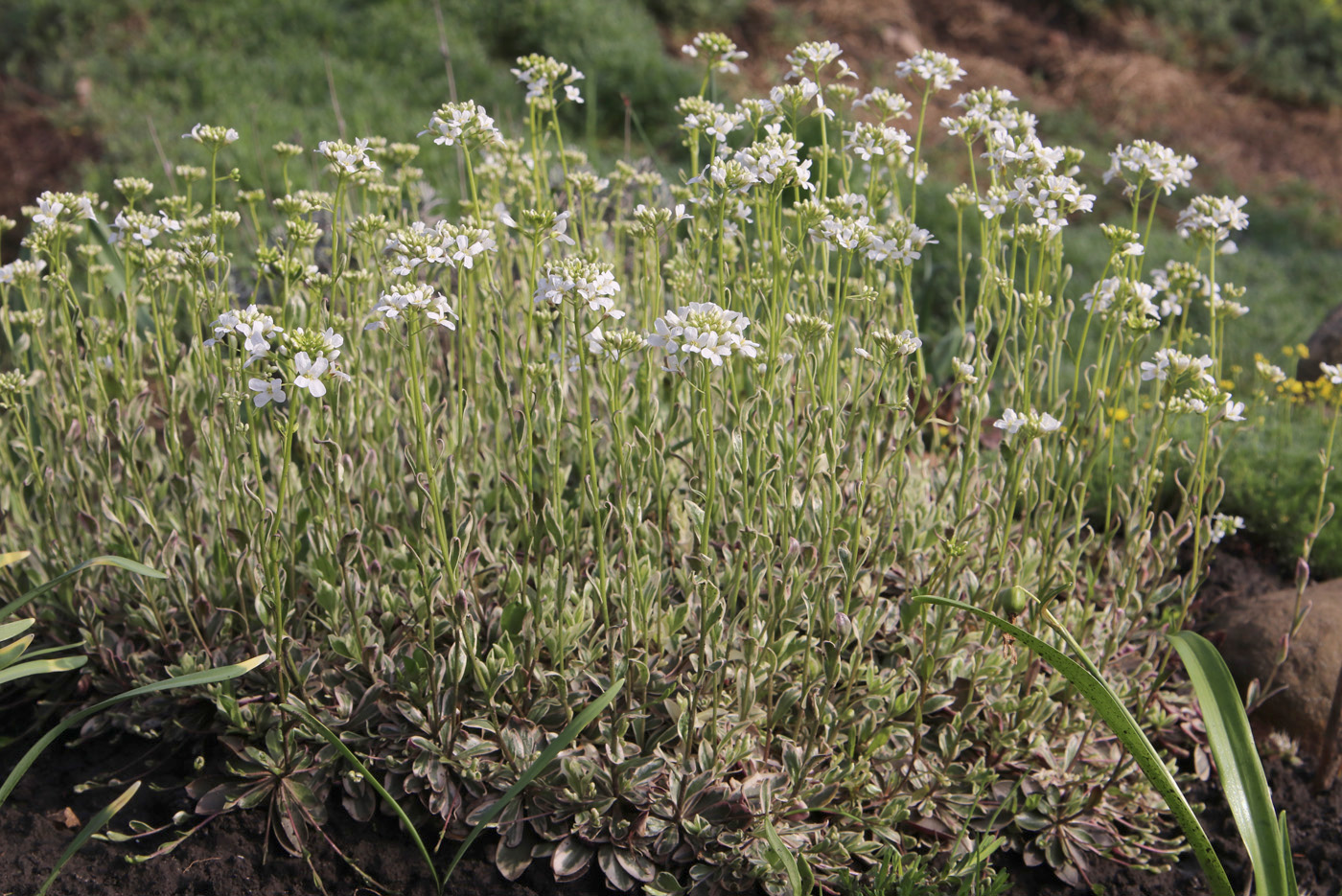 Изображение особи Arabis ferdinandi-coburgii.