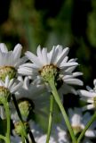 Pyrethrum corymbosum