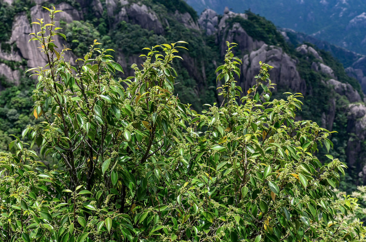 Image of genus Ilex specimen.