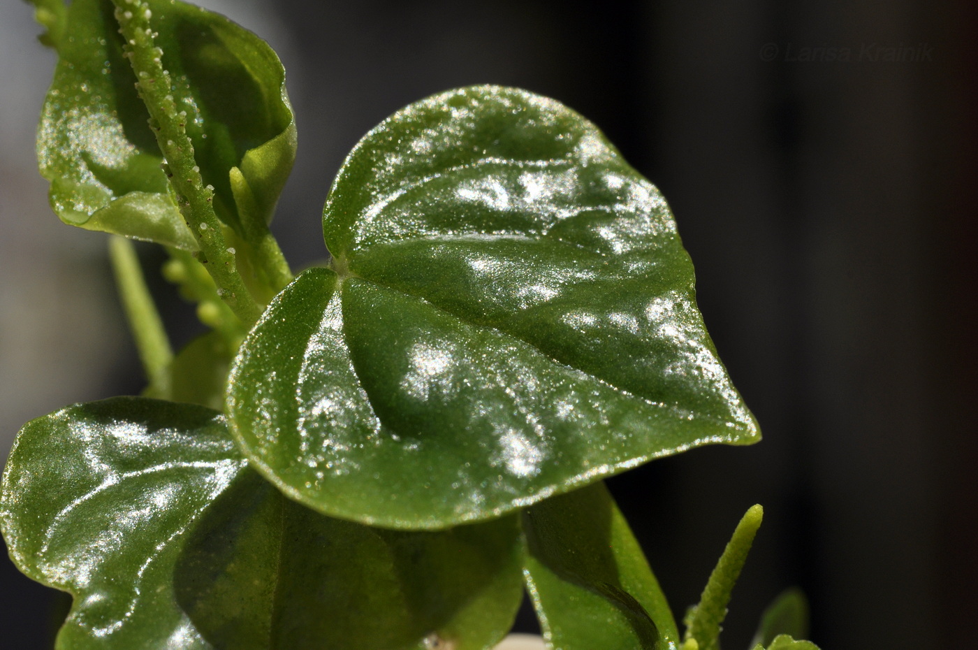 Image of Peperomia pellucida specimen.
