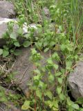 Theligonum cynocrambe