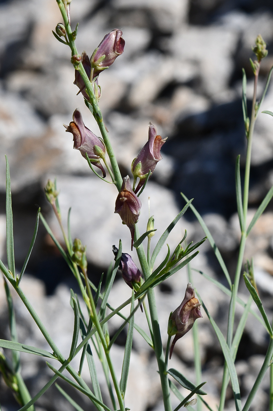 Изображение особи Linaria popovii.