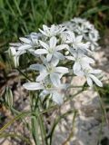 Ornithogalum kochii. Верхушка соцветия. ЛНР, окр. г. Старобельск, прав. берег р. Айдар, меловой склон. 14 мая 2023 г.