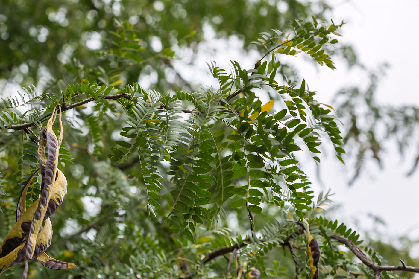 Изображение особи Gleditsia triacanthos.