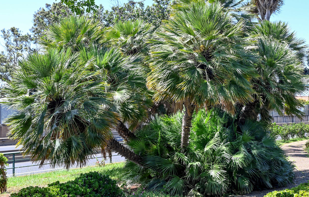 Image of Chamaerops humilis specimen.