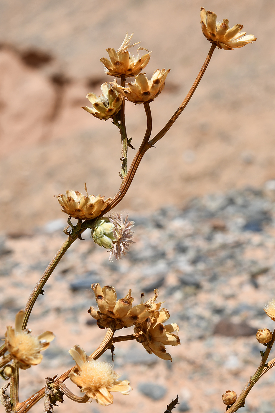 Image of Plagiobasis centauroides specimen.