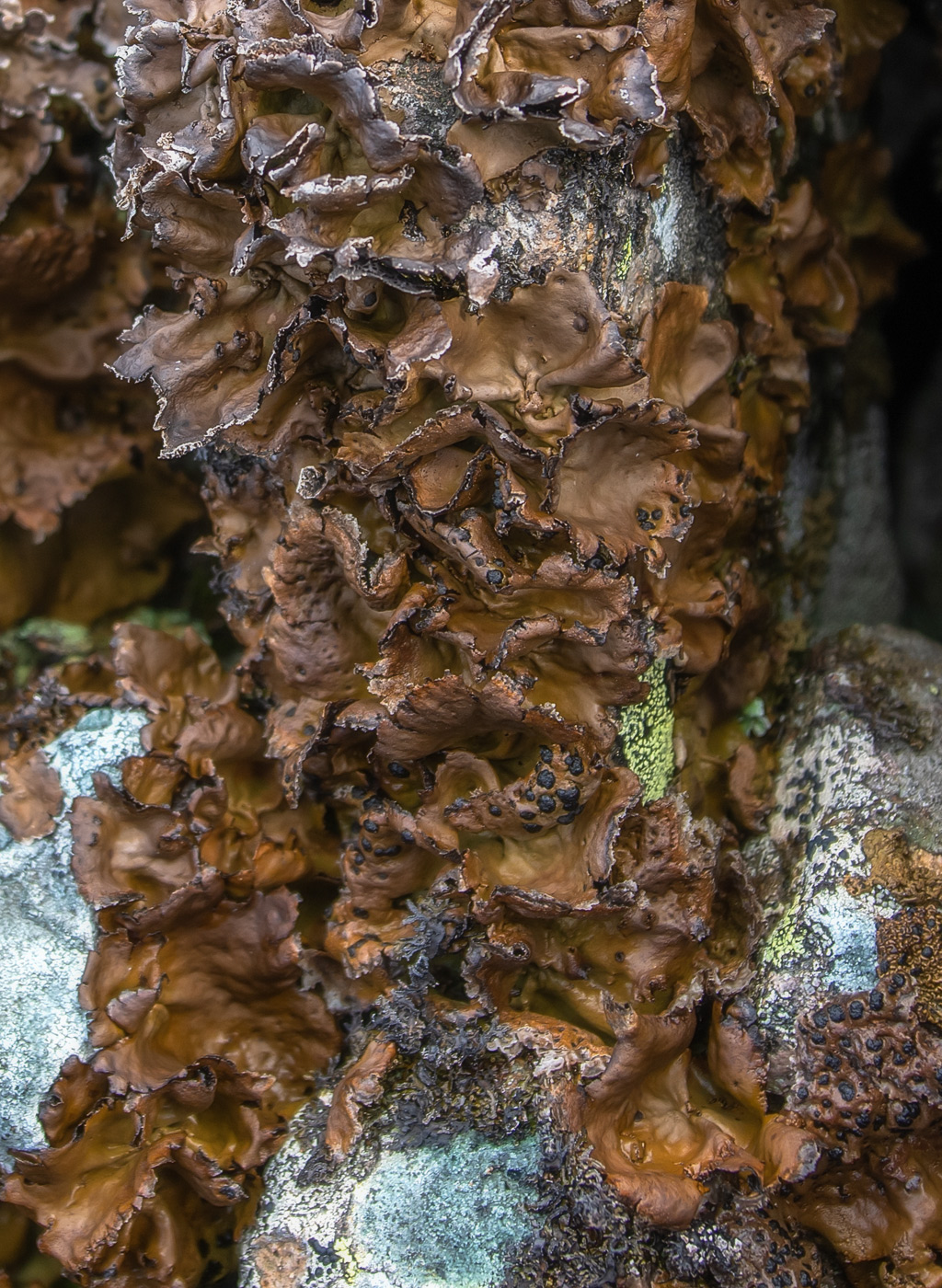 Image of genus Umbilicaria specimen.