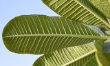Plumeria obtusa. Лист (вид на абаксиальную поверхность). ОАЭ, Дубай, парк \"Эль Мамзар\", в песке. 28.02.2026.