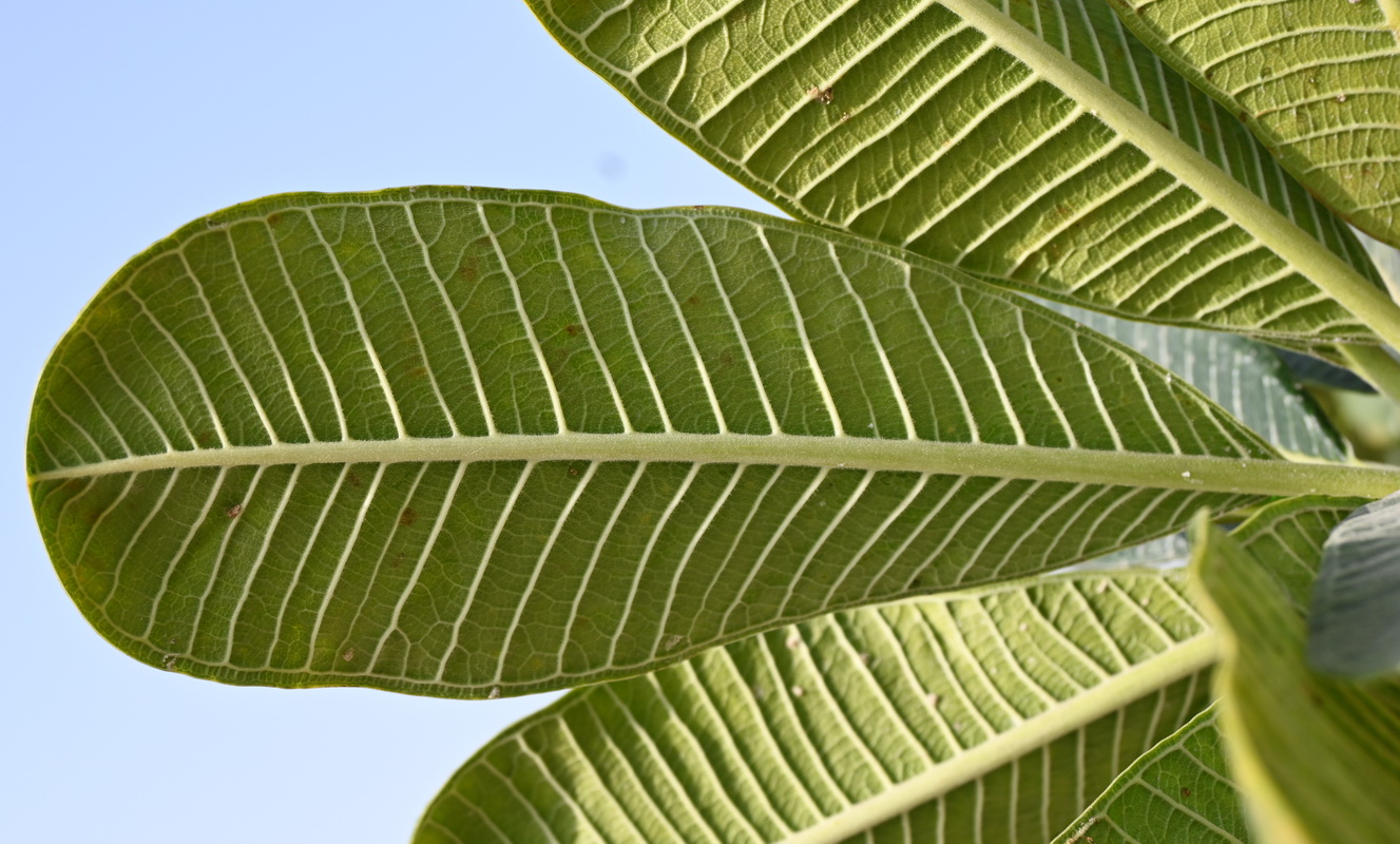 Изображение особи Plumeria obtusa.