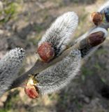 Salix cinerea. Часть зацветающего побега. Ярославская обл., пос. Новый Некоуз, берег р. Ильд. 28.04.2011.