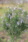 Rosmarinus officinalis. Ветвь с цветками. Краснодарский край, Черноморское побережье Кавказа, г. Новороссийск, Дендропарк. 31 января 2025 г.