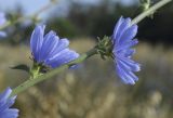 Cichorium intybus
