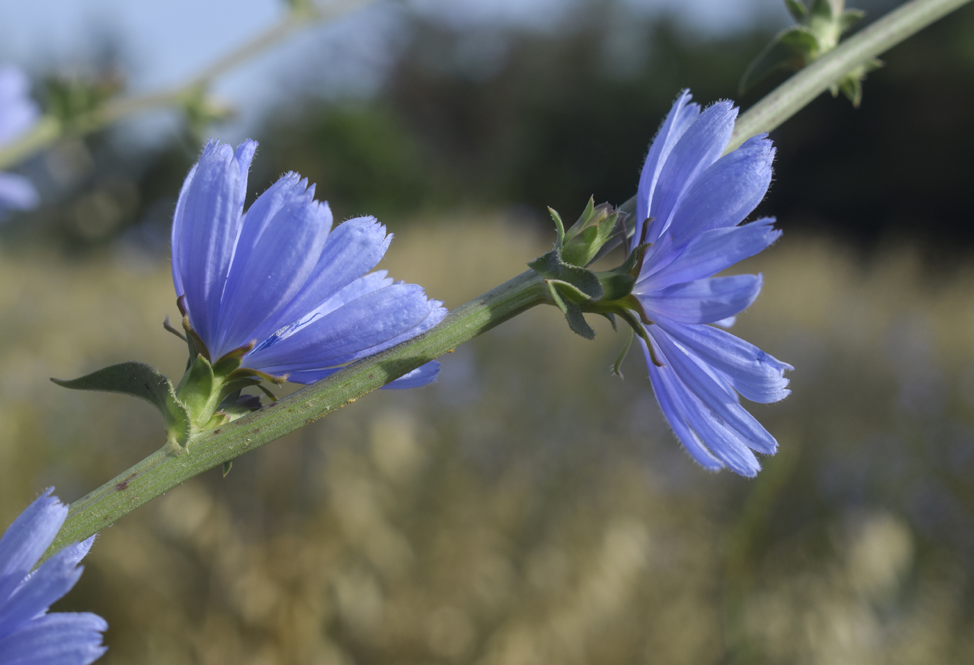 Image of Cichorium intybus specimen.