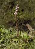 Pyrola minor. Цветущее растение. Архангельская обл., Соловки, о. Б.Соловецкий, опушка ельника. 28.06.2026.
