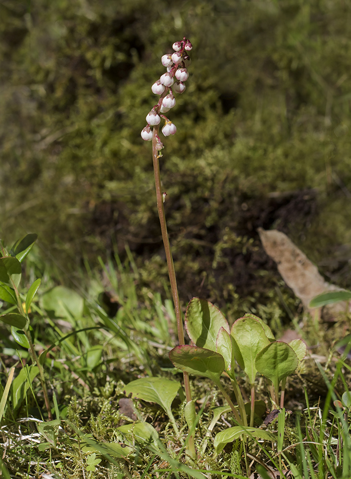 Image of Pyrola minor specimen.
