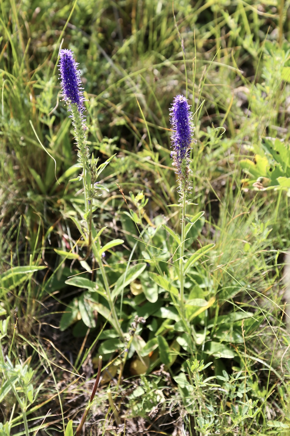 Image of Veronica porphyriana specimen.
