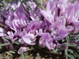 Astragalus dolichophyllus