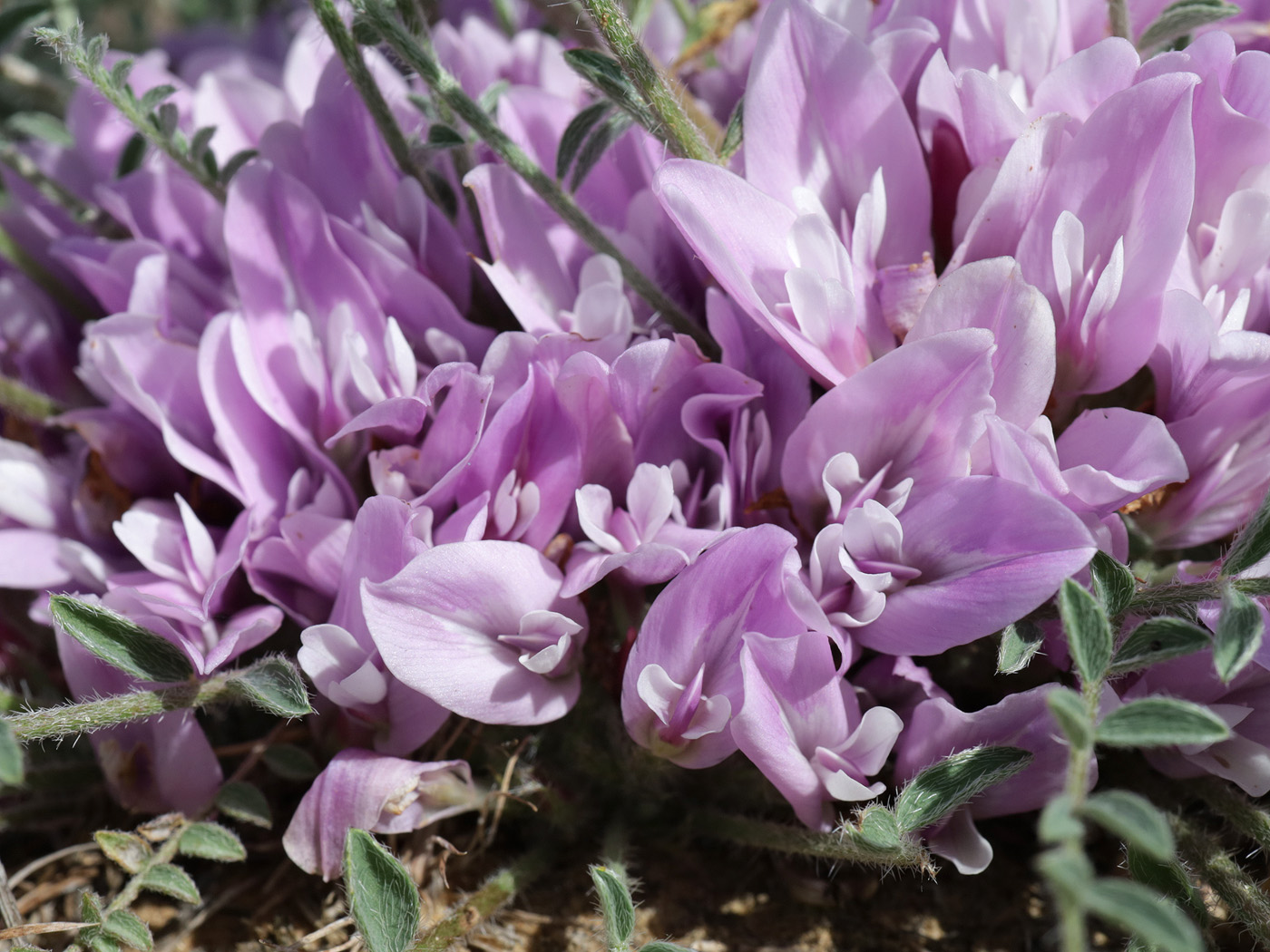 Image of Astragalus dolichophyllus specimen.