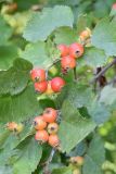 Crataegus submollis. Соплодия и листья. Узбекистан, г. Ташкент, Ботанический сад им. Ф.Н. Русанова, в культуре. 25.07.2026.