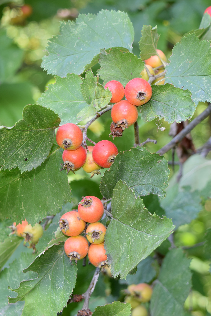 Image of Crataegus submollis specimen.