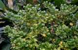 Coprosma repens