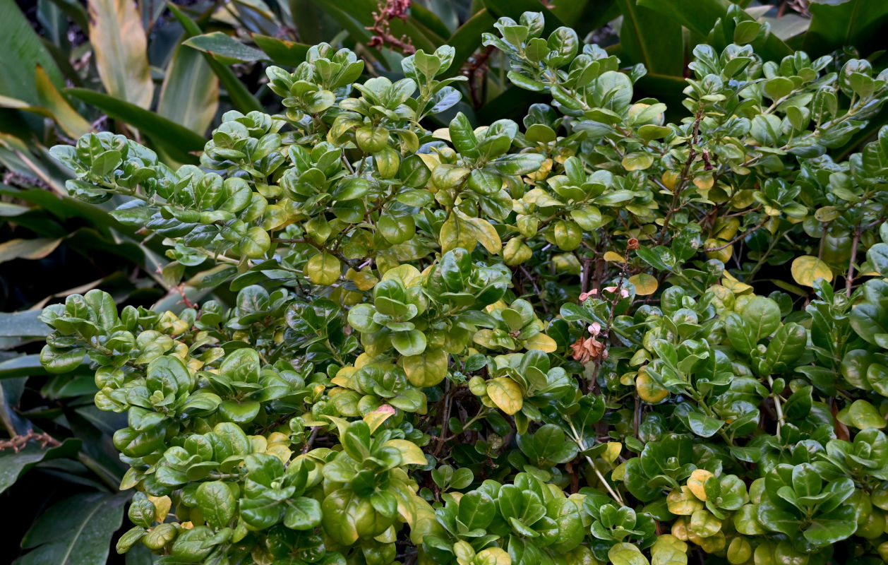 Image of Coprosma repens specimen.