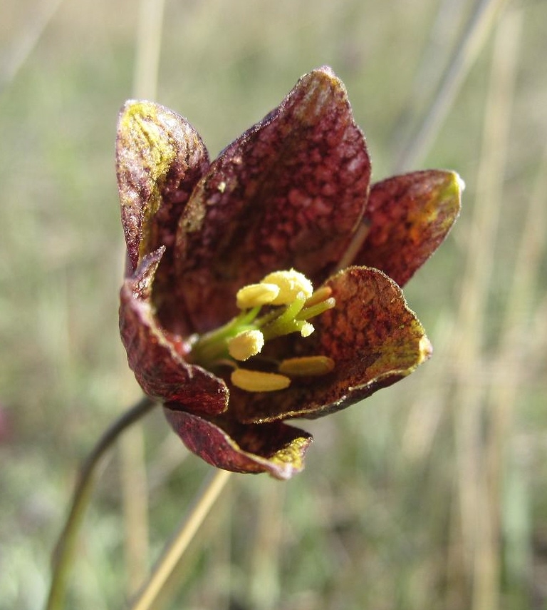 Image of Fritillaria meleagroides specimen.