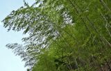 Phyllostachys pubescens. Верхушки побегов. Китай, пров. Аньхой, г. Танкоу, опушка лиственного леса. 29.05.2025.