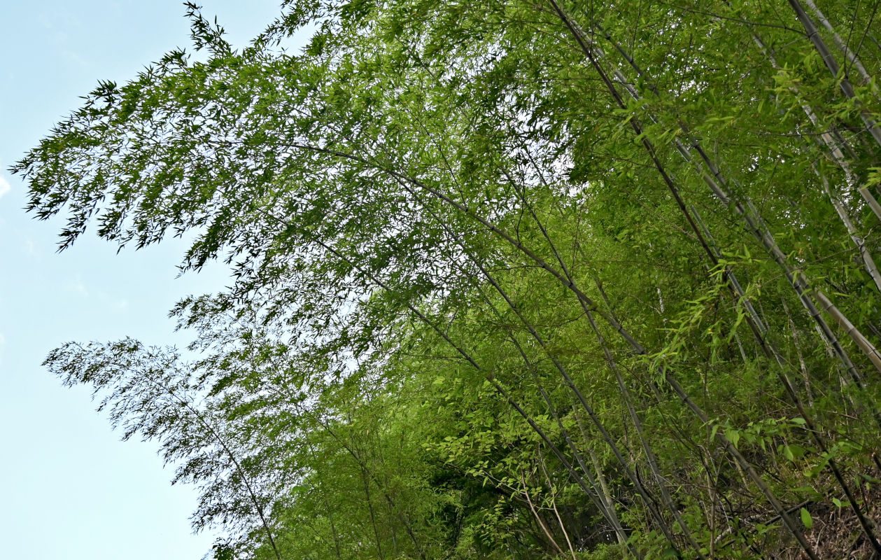 Изображение особи Phyllostachys pubescens.