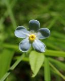 Trigonotis myosotidea. Цветок. Хабаровский край, окр. г. Комсомольск-на-Амуре, смешанный лес, на лесной дороге. 21.06.2026.