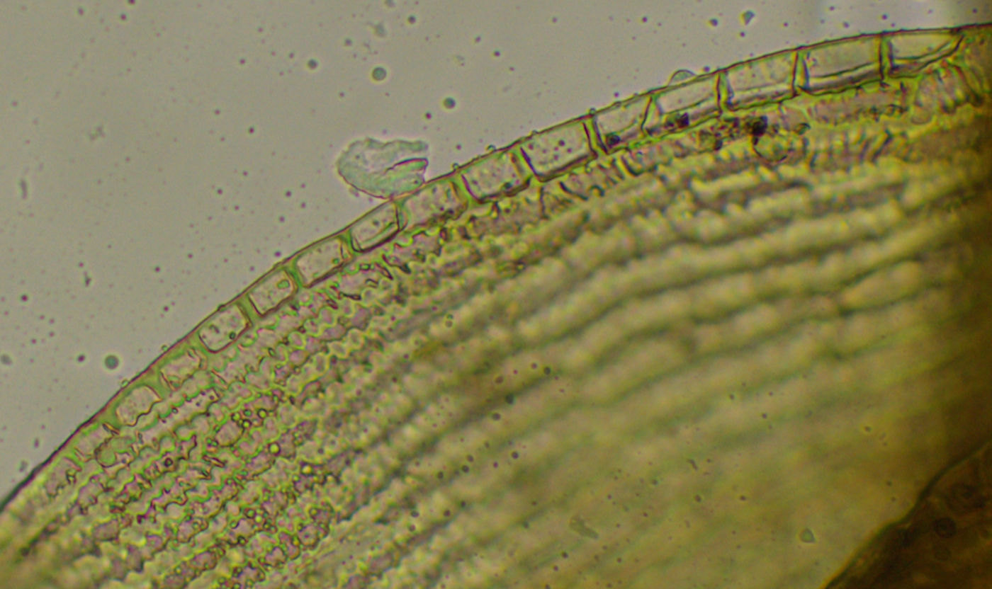 Image of Bucklandiella microcarpa specimen.