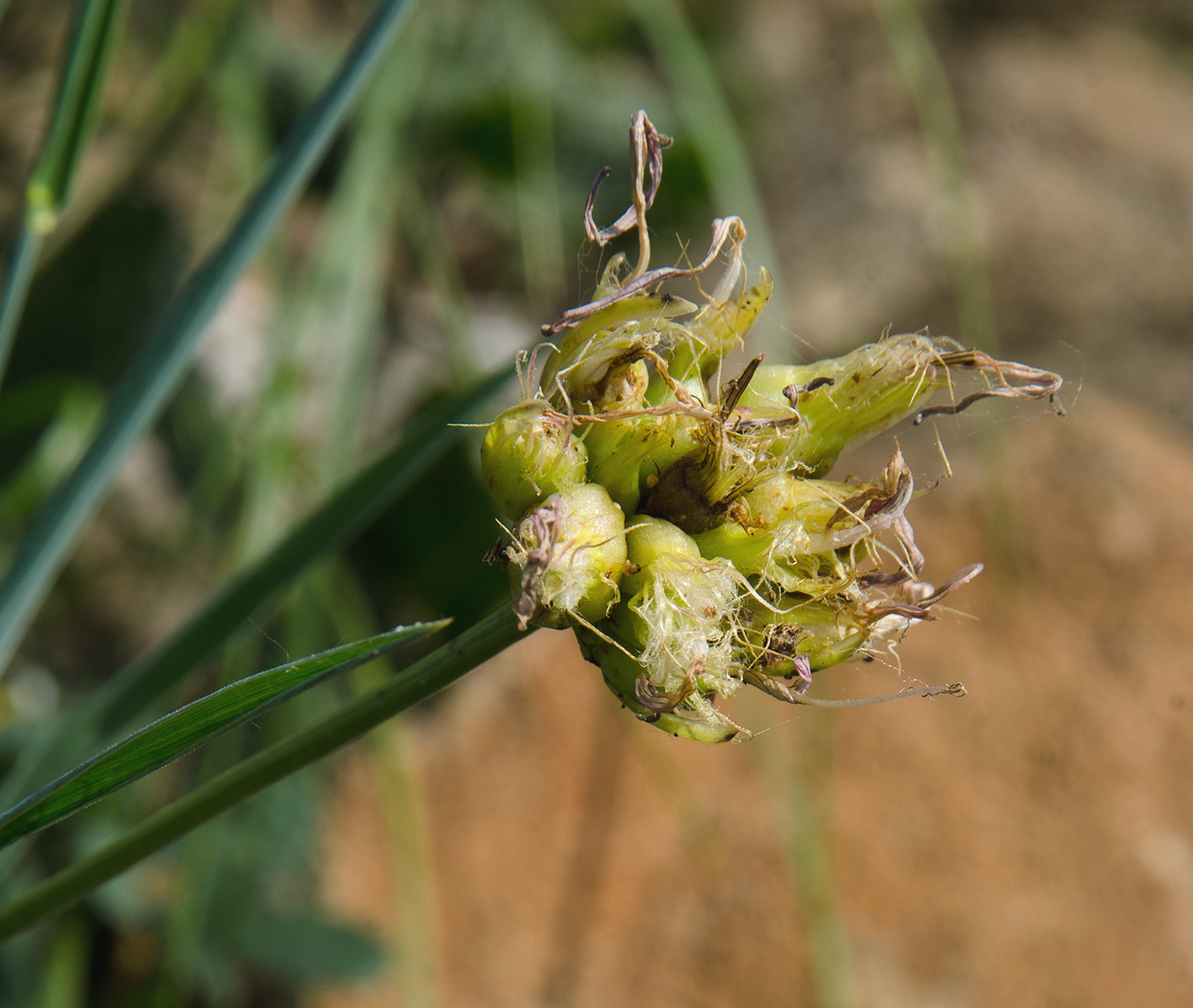 Изображение особи Scorzonera purpurea.