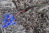 Scilla bifolia. Цветущее растение. Крым, гора Чатыр-Даг (верхнее плато). 01.05.2011.