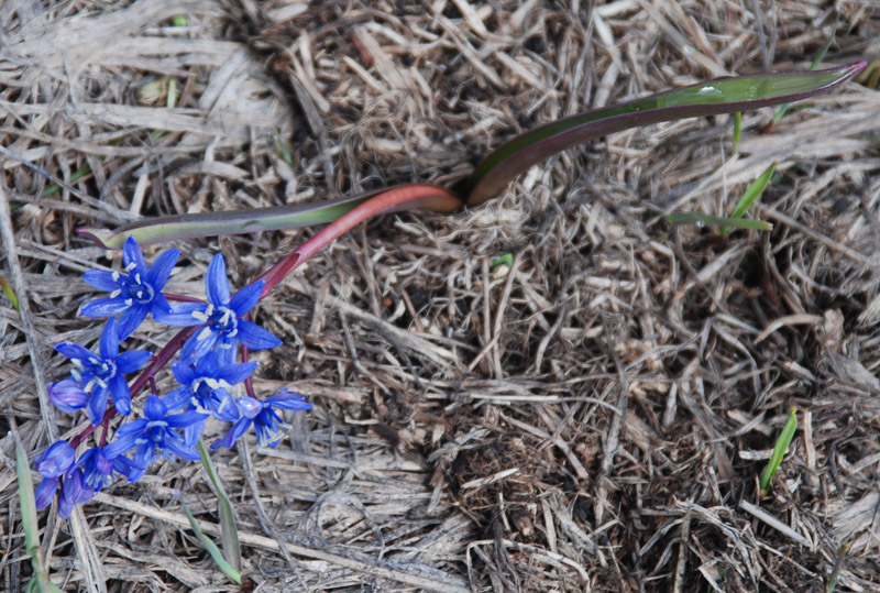 Изображение особи Scilla bifolia.