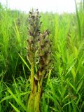 Dactylorhiza incarnata