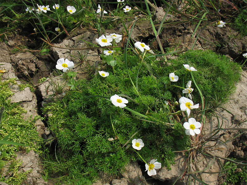 Image of Ranunculus peltatus specimen.