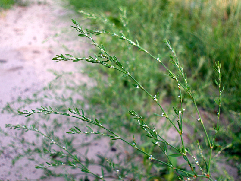 Image of Polygonum calcatum specimen.