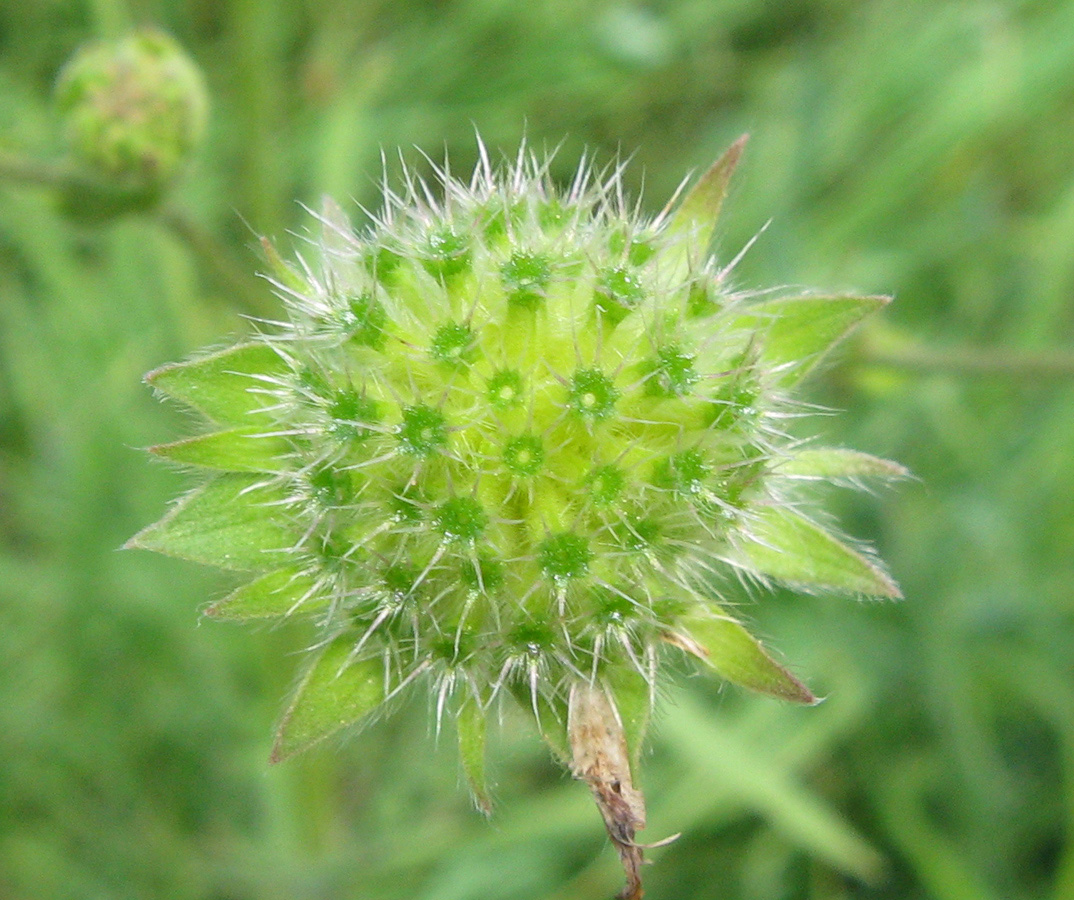 Image of Knautia arvensis specimen.