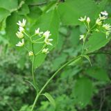 Vincetoxicum hirundinaria