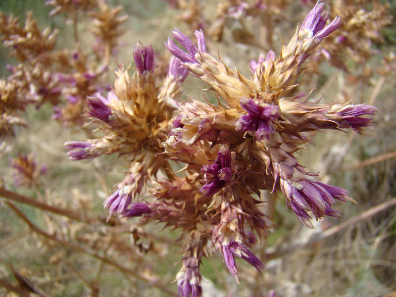 Image of Cousinia lappacea specimen.