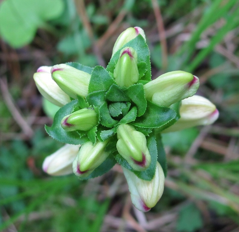 Image of Pedicularis sceptrum-carolinum specimen.