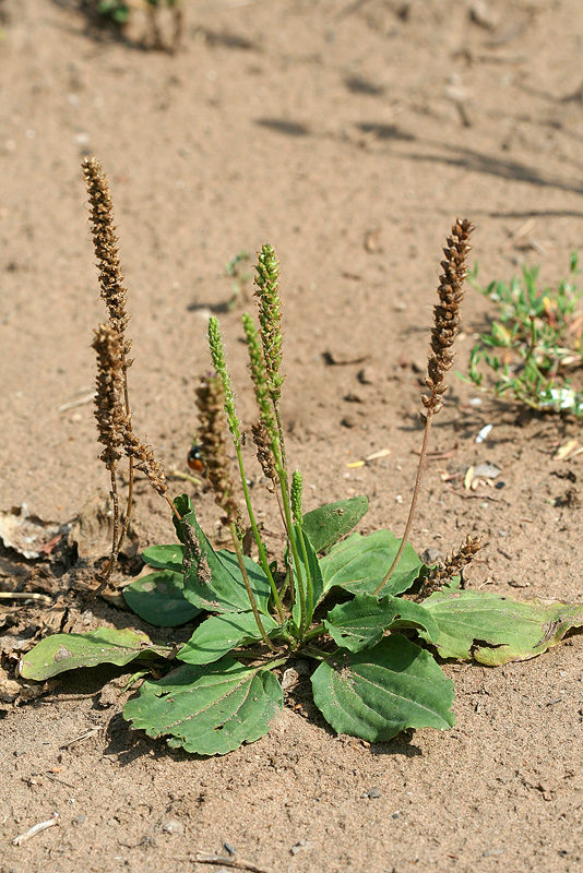 Изображение особи Plantago major.