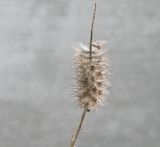 Trifolium angustifolium