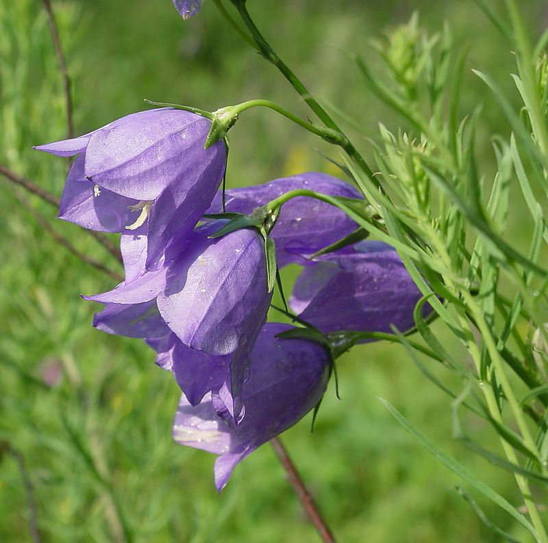 Изображение особи Campanula persicifolia.