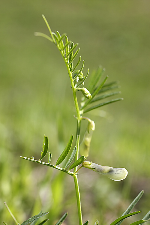 Image of Vicia michauxii specimen.