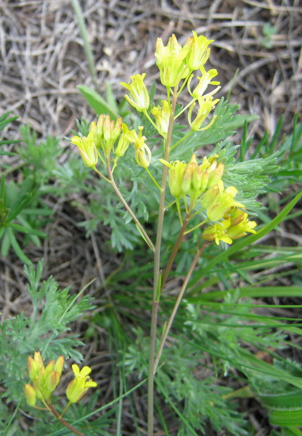 Image of Sisymbrium polymorphum specimen.