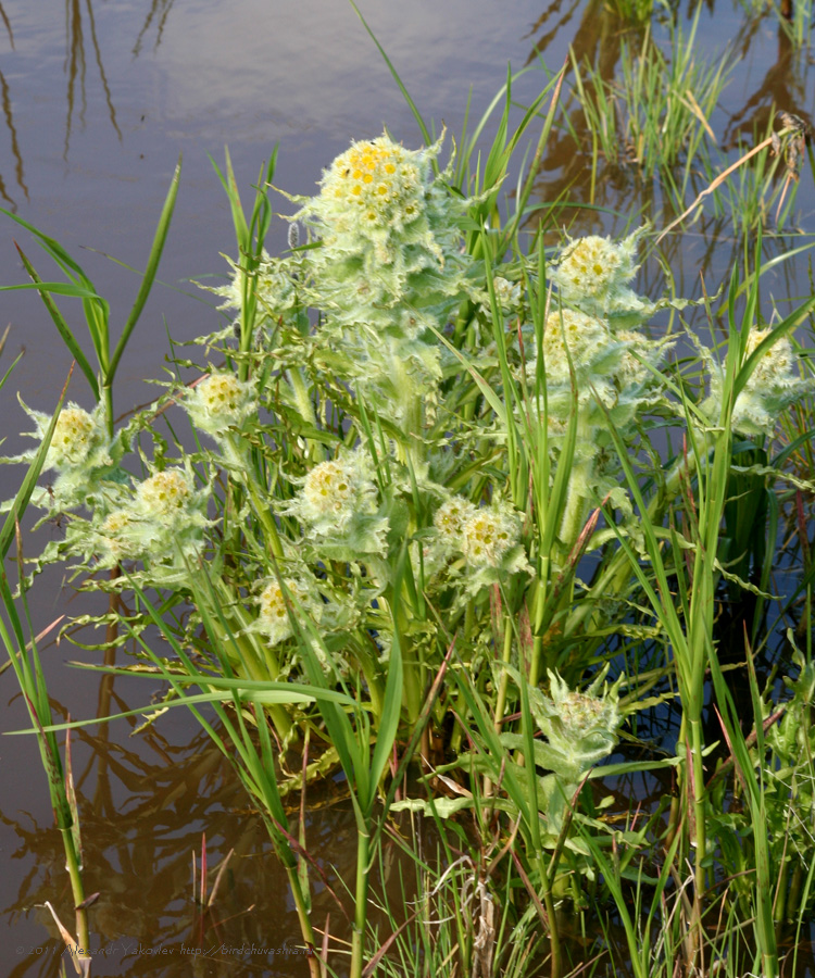 Изображение особи Tephroseris palustris.