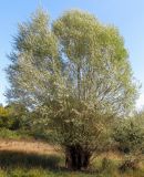 Salix alba