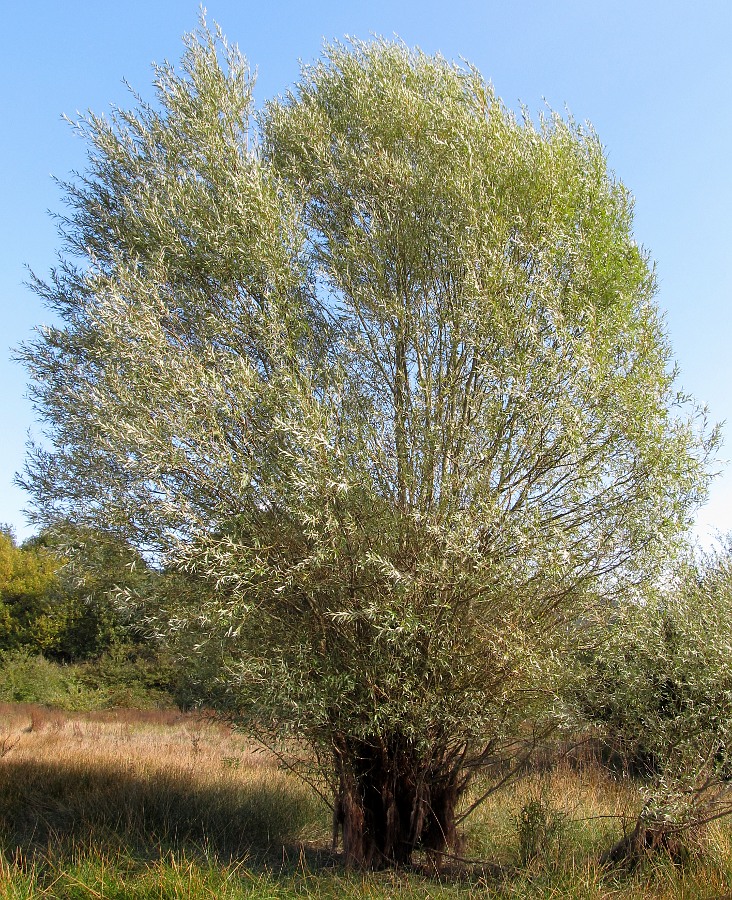 Image of Salix alba specimen.