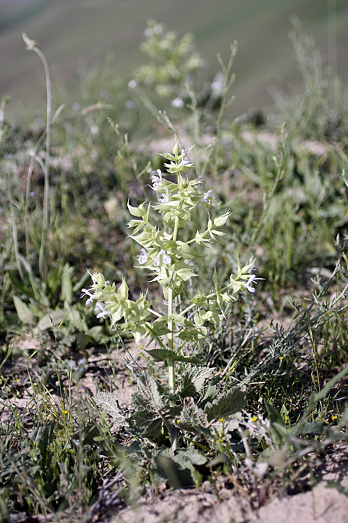 Image of Salvia macrosiphon specimen.